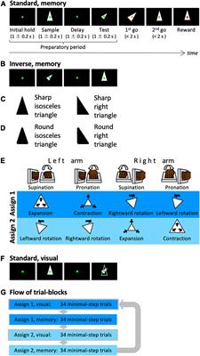 Shape and Rule Information Is Reflected in Different Local Field Potential Frequencies and Different Areas of the Primate Lateral Prefrontal Cortex